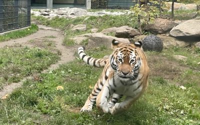 Verantwortung für Artenschutz im Tiergarten Straubing
