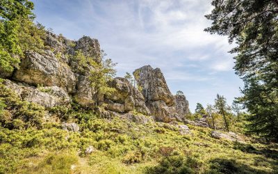 Literatur und Natur am Großen Pfahl