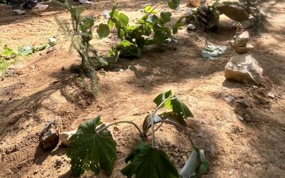Gemeinschaft im Wald erleben